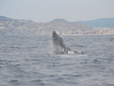 Whale-sm.jpg